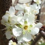 springpeaches